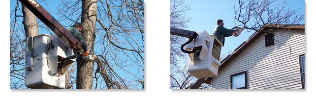 Tree Services