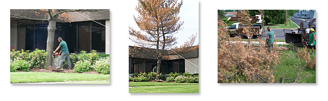 Tree Services