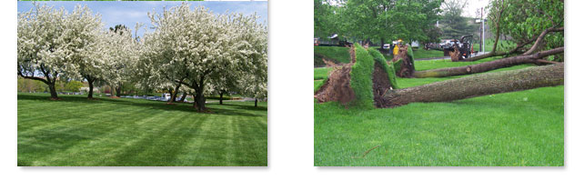 Tree Services