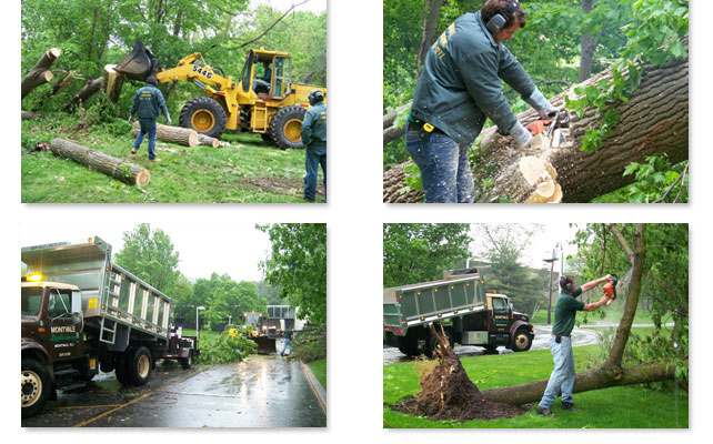Tree Services